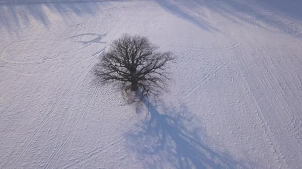 Árbol Campo Invierno Krimulda Letonia Avión Tripulado Vista Superior Uhd — Vídeo de stock