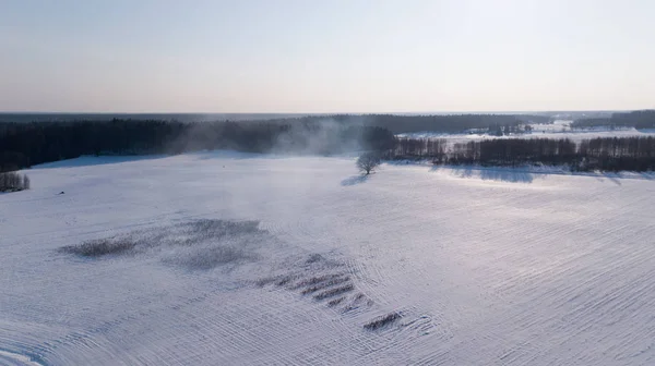 Vinter Felt Krimulda Letland Antenne Drone Top Visning - Stock-foto