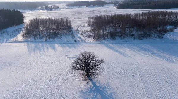 Winter Field Krimulda Latvia Aerial Drone Top View — Stock Photo, Image