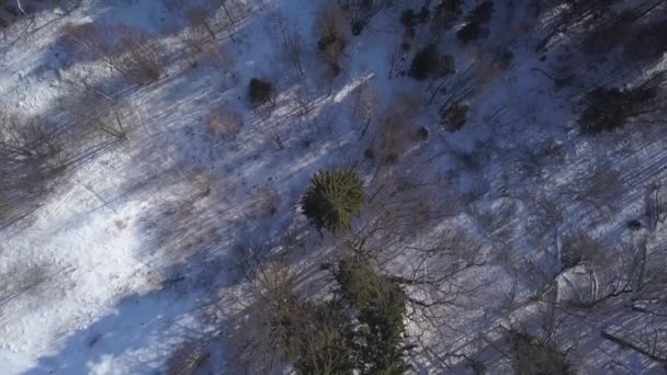 冬のフィールド Krimulda ラトビア空中ドローン平面図 Uhd ビデオ — ストック動画