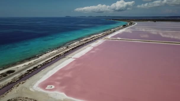 Róża Karaibów Soli Jezioro Bonaire Wyspa Antenowe Drone Widok Góry — Wideo stockowe