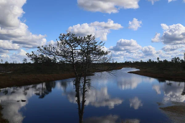 Sumpf Herbst Nationalpark Kemeri Lettland Landschaften — Stockfoto