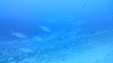 Mercan hayatı Karayipler denizi Bonaire adası sualtı dalgıçları videosu