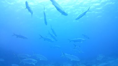 Mercan hayatı Karayipler denizi Bonaire adası sualtı dalgıçları videosu