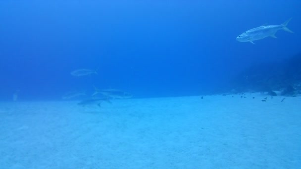 Korallenleben Karibik Meer Bonaire Insel Unterwassertauchen Taucher Video — Stockvideo