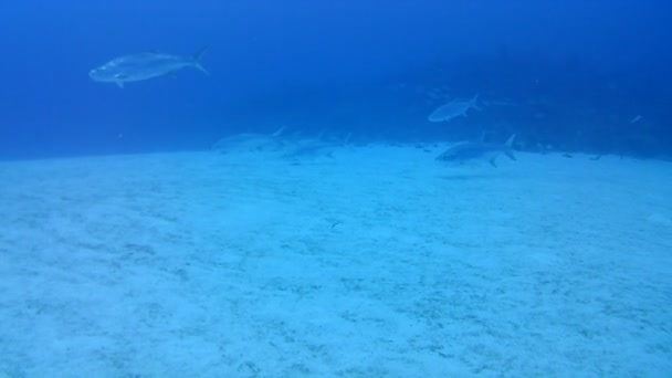 Korallenleben Karibik Meer Bonaire Insel Unterwassertauchen Taucher Video — Stockvideo