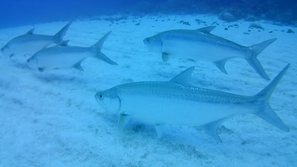 Coral Vida Caribe Mar Bonaire Ilha Mergulho Subaquático Mergulhadores Vídeo — Vídeo de Stock