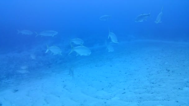 Mercan Hayatı Karayipler Denizi Bonaire Adası Sualtı Dalgıçları Videosu — Stok video