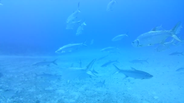 Коралловая Жизнь Карибское Море Бонайр Остров Подводного Дайвинга Видео — стоковое видео