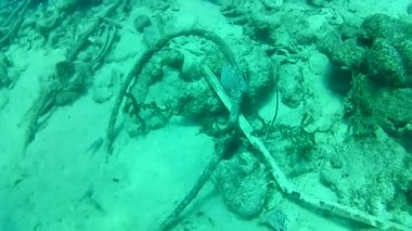 Mercan hayatı Karayipler denizi Bonaire adası sualtı dalgıçları videosu