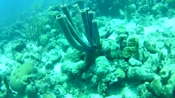 Vida Coralina Caribe Mar Bonaire Isla Buceo Submarino Buzos Video — Vídeos de Stock