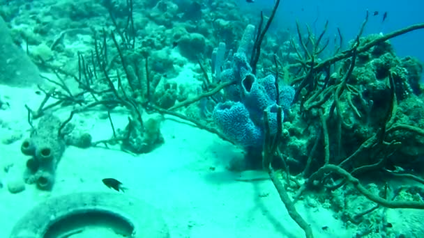 Vida Coralina Caribe Mar Bonaire Isla Buceo Submarino Buzos Video — Vídeo de stock