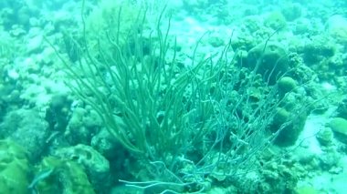 Mercan hayatı Karayipler denizi Bonaire adası sualtı dalgıçları videosu