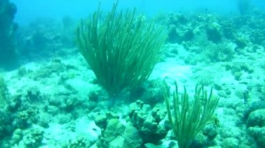 Mercan hayatı Karayipler denizi Bonaire adası sualtı dalgıçları videosu