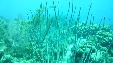 Mercan hayatı Karayipler denizi Bonaire adası sualtı dalgıçları videosu