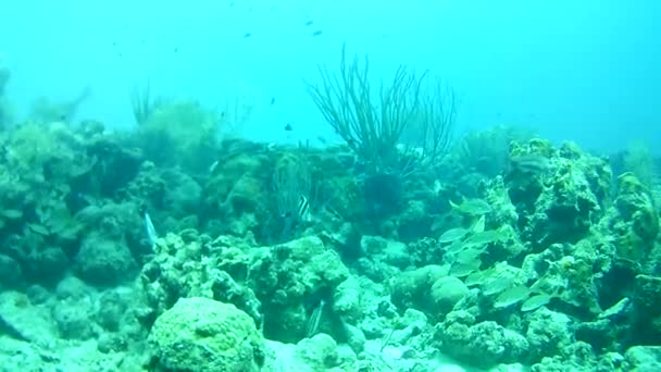 Κοραλλιογενή Ζωή Καραϊβική Θάλασσα Bonaire Νησί Υποβρύχιες Καταδύσεις Δύτες Βίντεο — Αρχείο Βίντεο