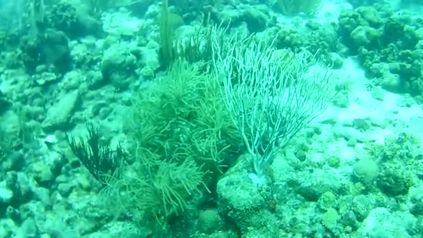 Coral Vida Caribe Mar Bonaire Ilha Mergulho Subaquático Mergulhadores Vídeo — Vídeo de Stock