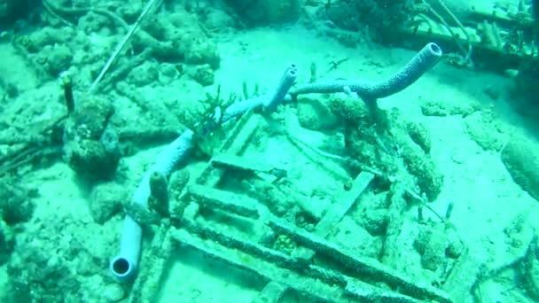 Coral Vida Caribe Mar Bonaire Ilha Mergulho Subaquático Mergulhadores Vídeo — Vídeo de Stock