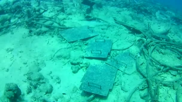 Vida Coralina Caribe Mar Bonaire Isla Buceo Submarino Buzos Video — Vídeo de stock