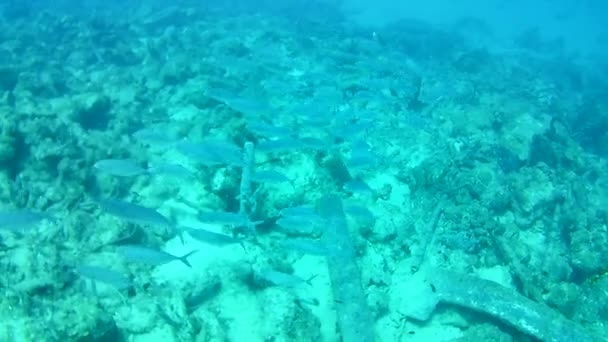 Korallenleben Karibik Meer Bonaire Insel Unterwassertauchen Taucher Video — Stockvideo