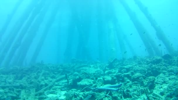 Korallenleben Karibik Meer Bonaire Insel Unterwassertauchen Taucher Video — Stockvideo