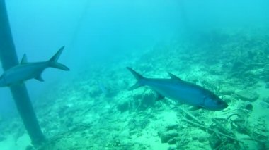 Mercan hayatı Karayipler denizi Bonaire adası sualtı dalgıçları videosu