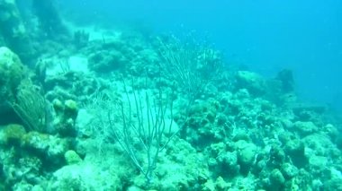 Mercan hayatı Karayipler denizi Bonaire adası sualtı dalgıçları videosu