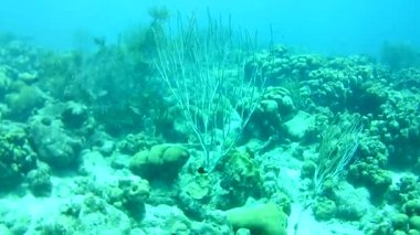 Mercan hayatı Karayipler denizi Bonaire adası sualtı dalgıçları videosu