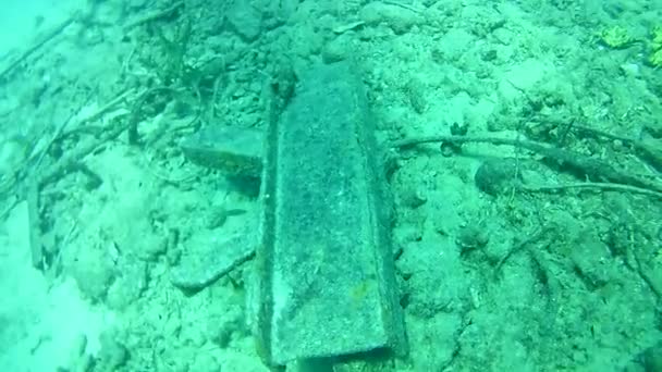 Coral Life Caribbean Sea Bonaire Island Underwater Diving Divers Video — Stock Video