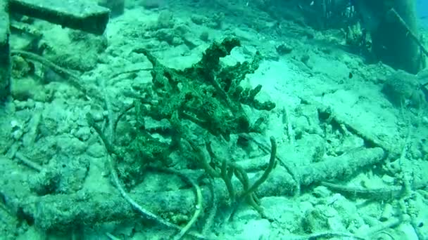 Korallenleben Karibik Meer Bonaire Insel Unterwassertauchen Taucher Video — Stockvideo