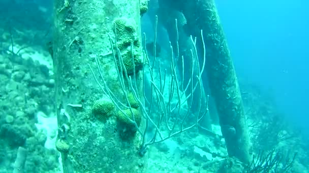 Korallenleben Karibik Meer Bonaire Insel Unterwassertauchen Taucher Video — Stockvideo