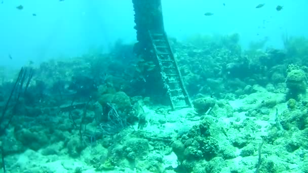 Vida Coralina Caribe Mar Bonaire Isla Buceo Submarino Buzos Video — Vídeos de Stock