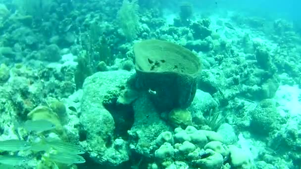 Vida Coralina Caribe Mar Bonaire Isla Buceo Submarino Buzos Video — Vídeo de stock