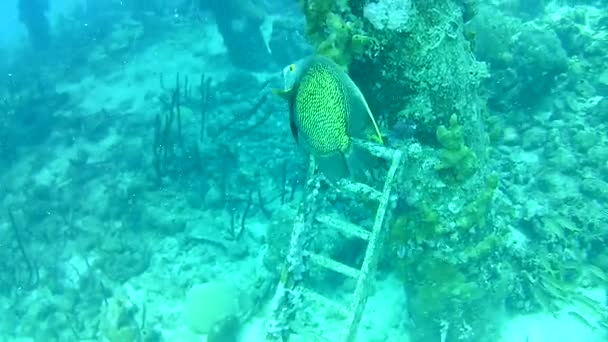 珊瑚生活加勒比海博内尔岛潜水潜水录像 — 图库视频影像