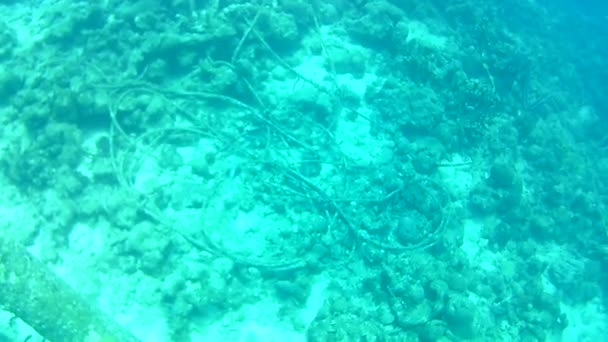 Coral Vida Caribe Mar Bonaire Ilha Mergulho Subaquático Mergulhadores Vídeo — Vídeo de Stock