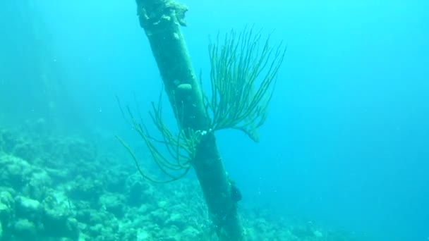 Korallenleben Karibik Meer Bonaire Insel Unterwassertauchen Taucher Video — Stockvideo