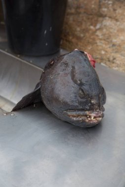 Norveç denizi Kuzey İskandinavya Balığı yakaladı