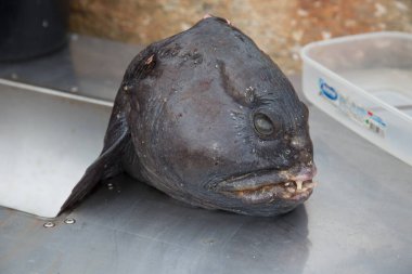 Norveç denizi Kuzey İskandinavya Balığı yakaladı