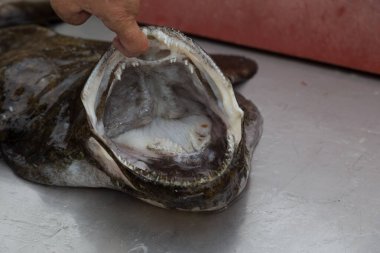 Norveç denizi Kuzey İskandinavya Balığı yakaladı