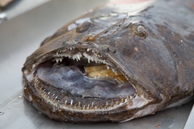 Norveç denizi Kuzey İskandinavya Balığı yakaladı