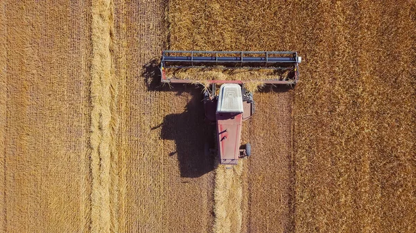 combine harvest on field