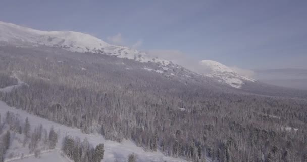 Estación Vida Silvestre Las Montañas Arena Sheregesh Turismo Rusia — Vídeo de stock