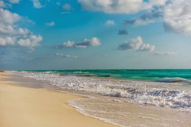 Cennet doğa, balıkçıl ve tropik sahilde yaz. Cancun, Riviera Maya, Meksika.