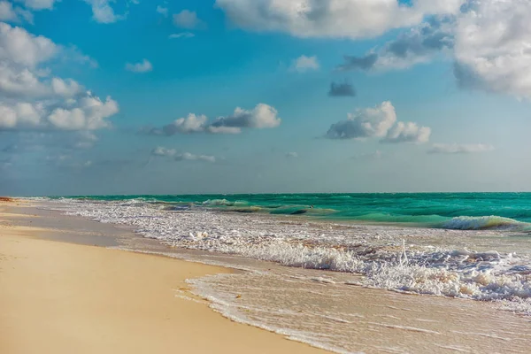 Paradiso Natura Airone Estate Sulla Spiaggia Tropicale Cancun Riviera Maya — Foto Stock