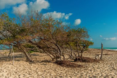 Mangrov çalılıkları kum plaja yakın