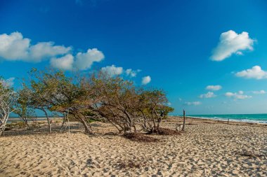 Mangrov çalılıkları kum plaja yakın. Güneşli havalarda