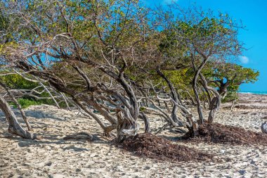 Mangrov çalılıkları kum plaja yakın. Güneşli havalarda