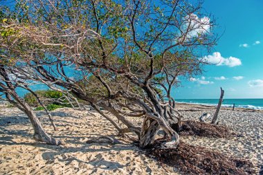 Mangrov çalılıkları kum plaja yakın. Güneşli havalarda