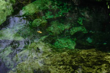 Şeffaf bir göl yüzeyinde yaprak.