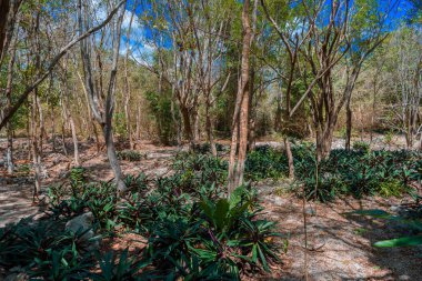 Parlak güneşli bir günde yağmur ormanı. Karaçam.